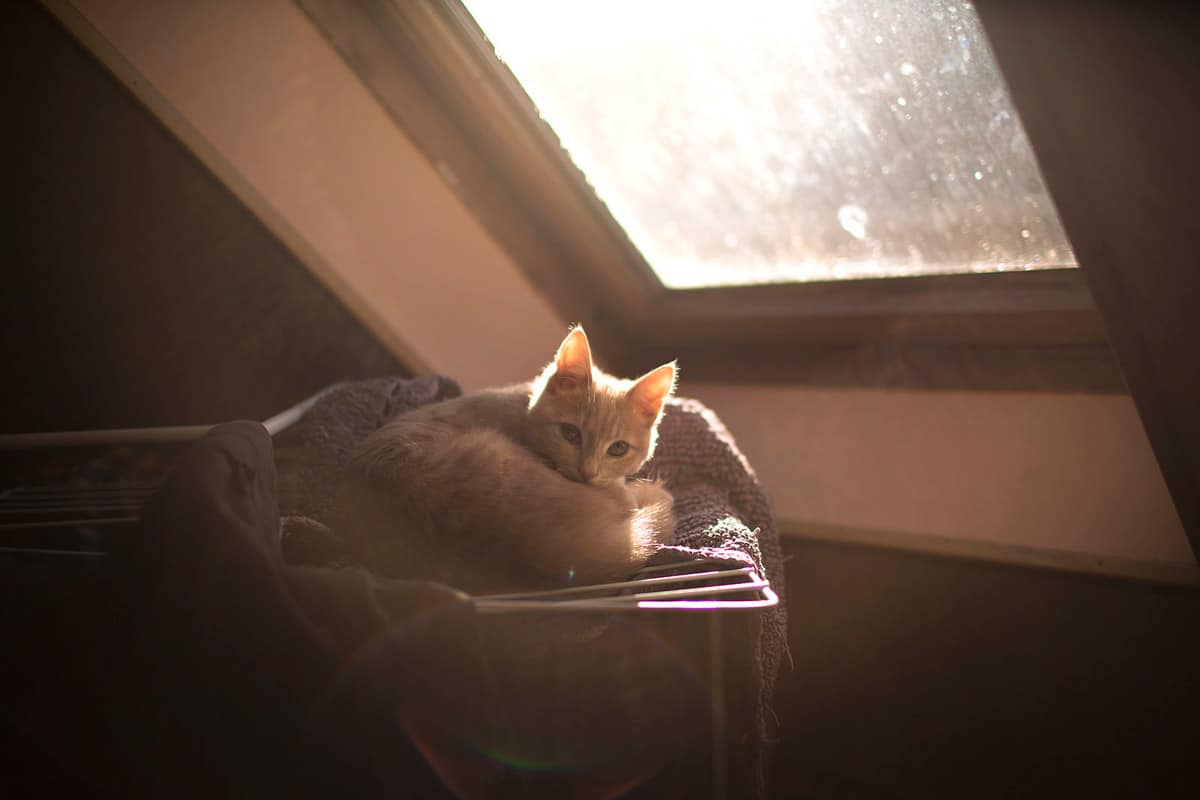 تفسير رؤية القطة في الحلم