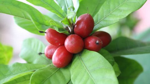 فوائد السدر للوجه وطريقة استخدامه