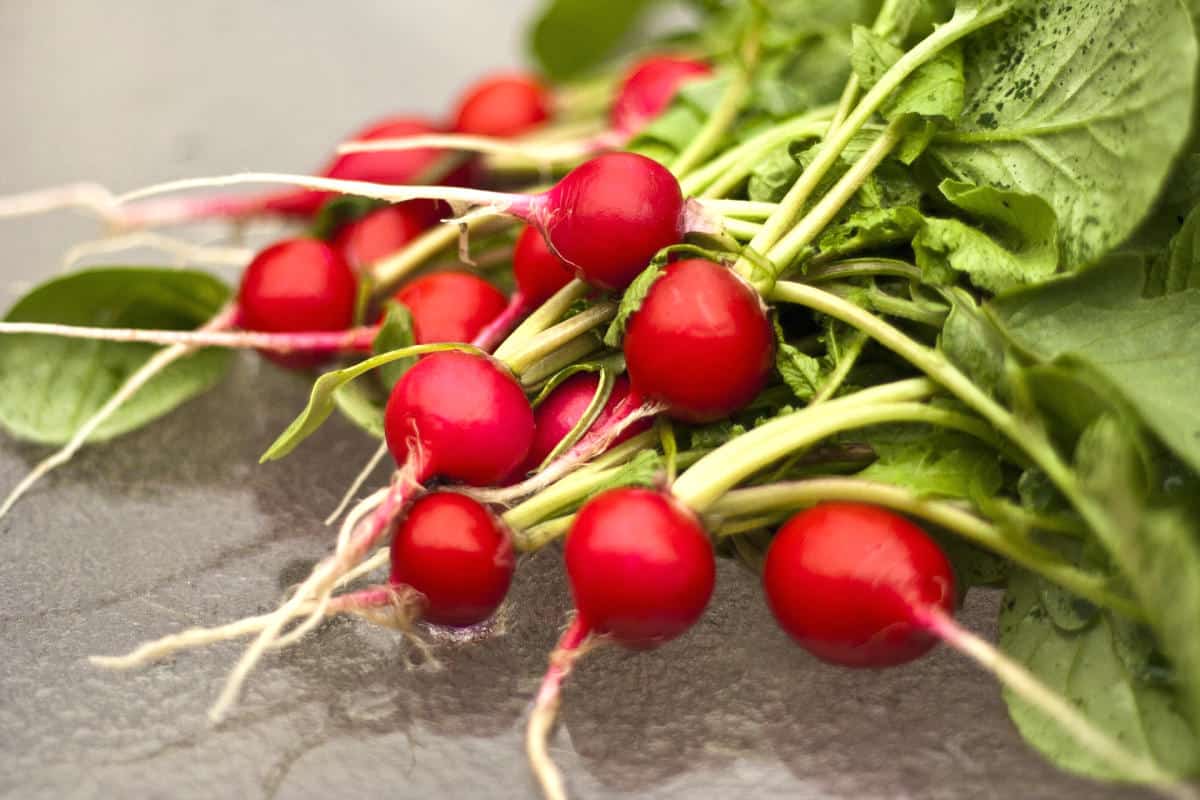 فوائد الفجل للجسم