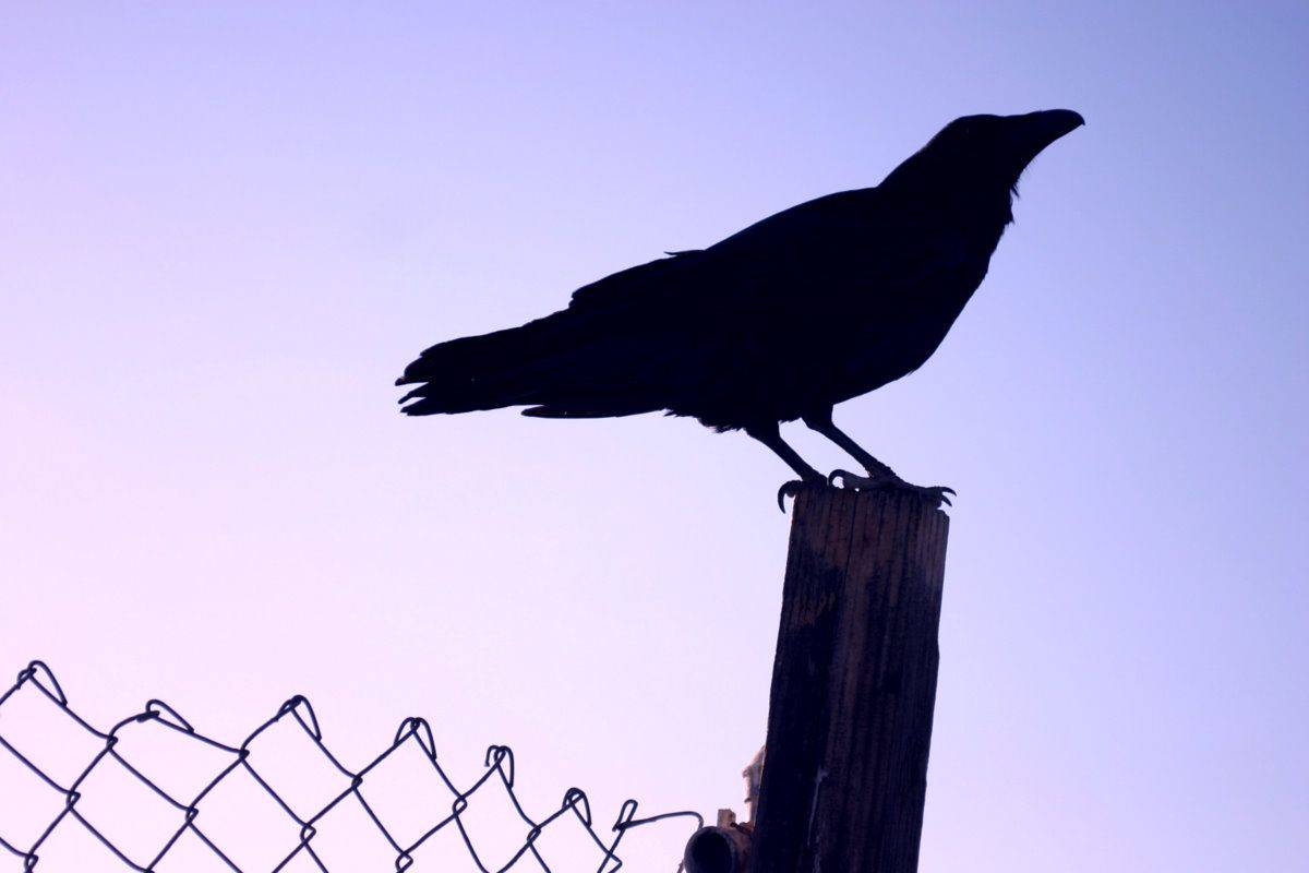 معلومات عن الغراب مكتوبه