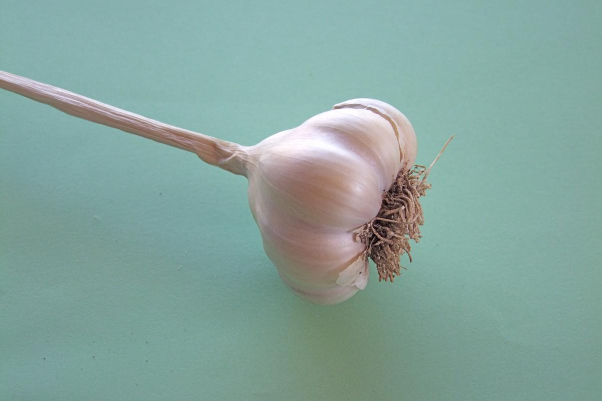 فوائد الثوم للشعر