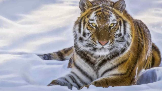 أهم تفسيرات لرؤية النمر فى المنام