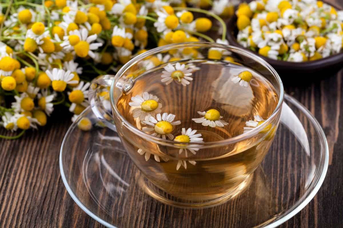 فوائد البابونج واضراره