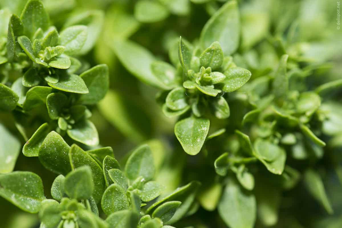 فوائد زيت البردقوش للتخسيس والصحة والبشرة والشعر