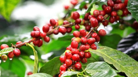 فوائد السدر في الطب النبوي في علاج السحر