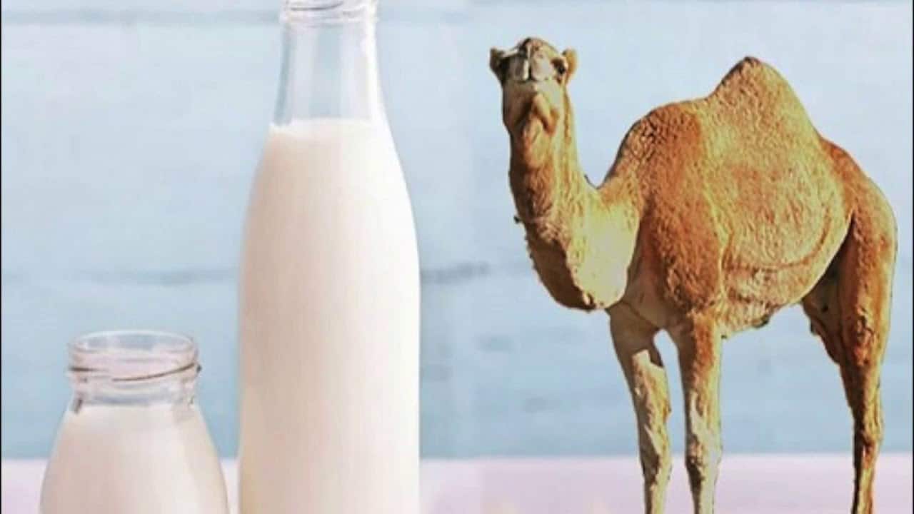 فوائد حليب الابل للجسم