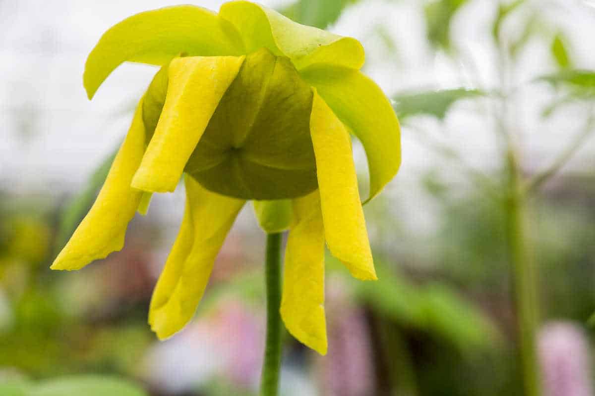 فوائد عشبة البوسفاير