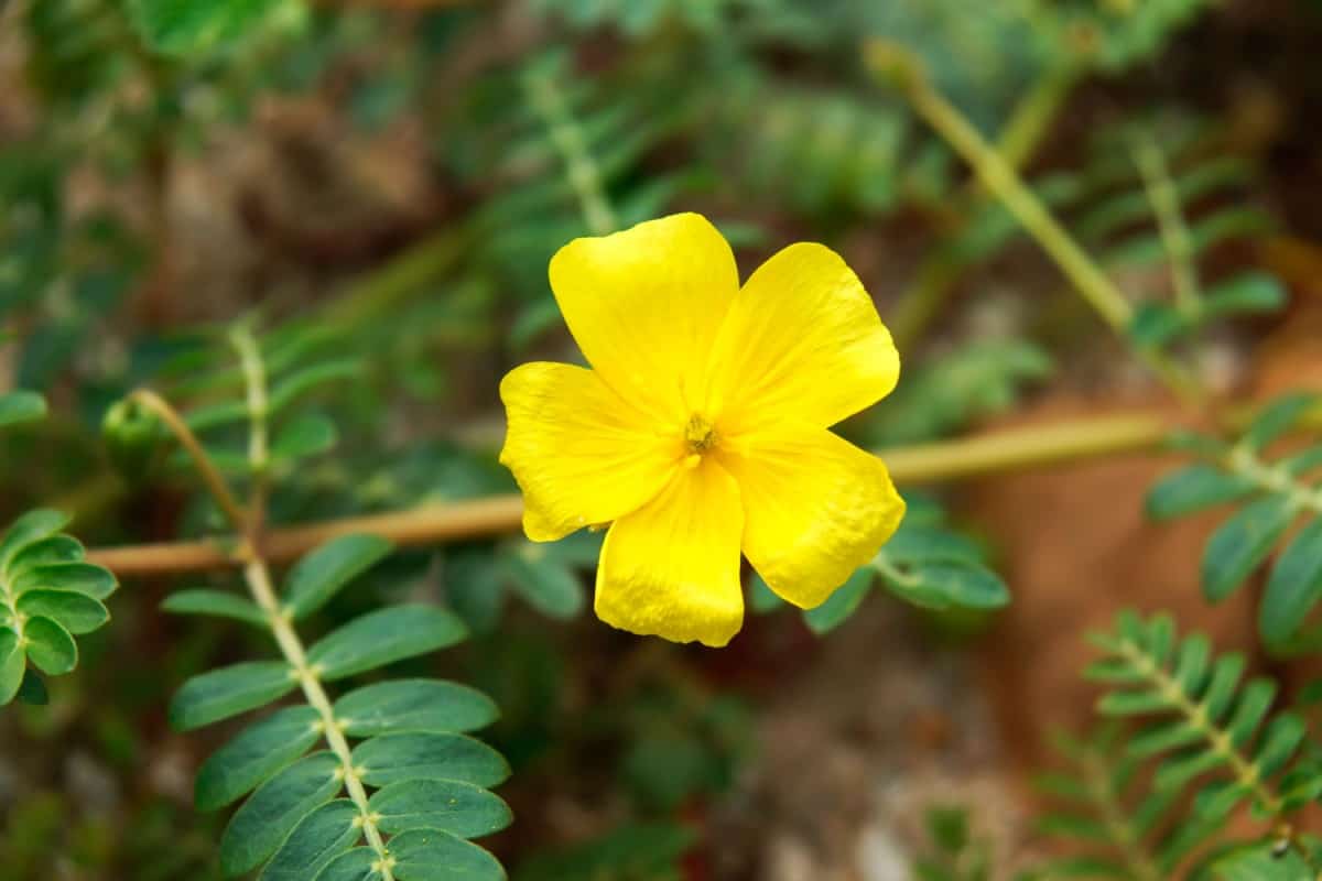 فوائد عشبة الحسكة