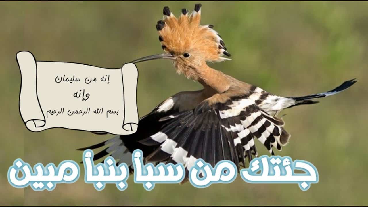 قصة سليمان والهدهد