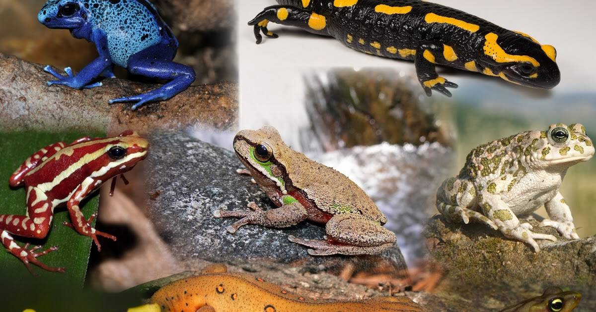 موضوع عن البرمائيات وخصائصها