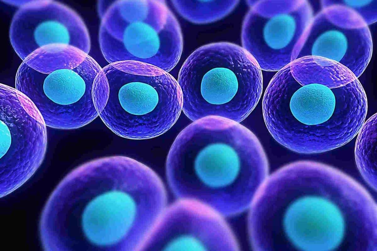 موضوع عن البكتيريا وانواعها والضار والنافع منها