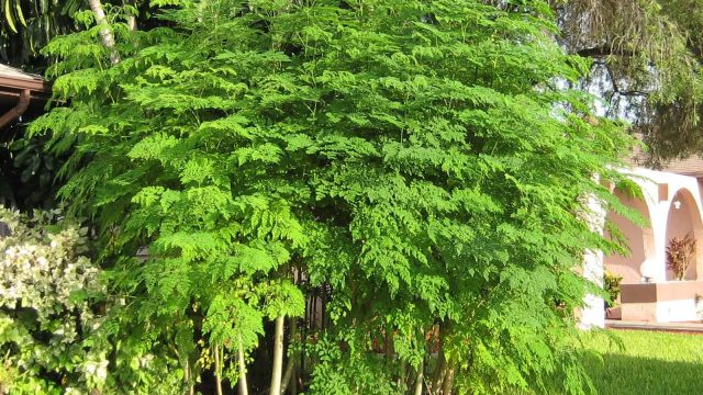 فوائد شجرة المورينجا للصحة والجمال