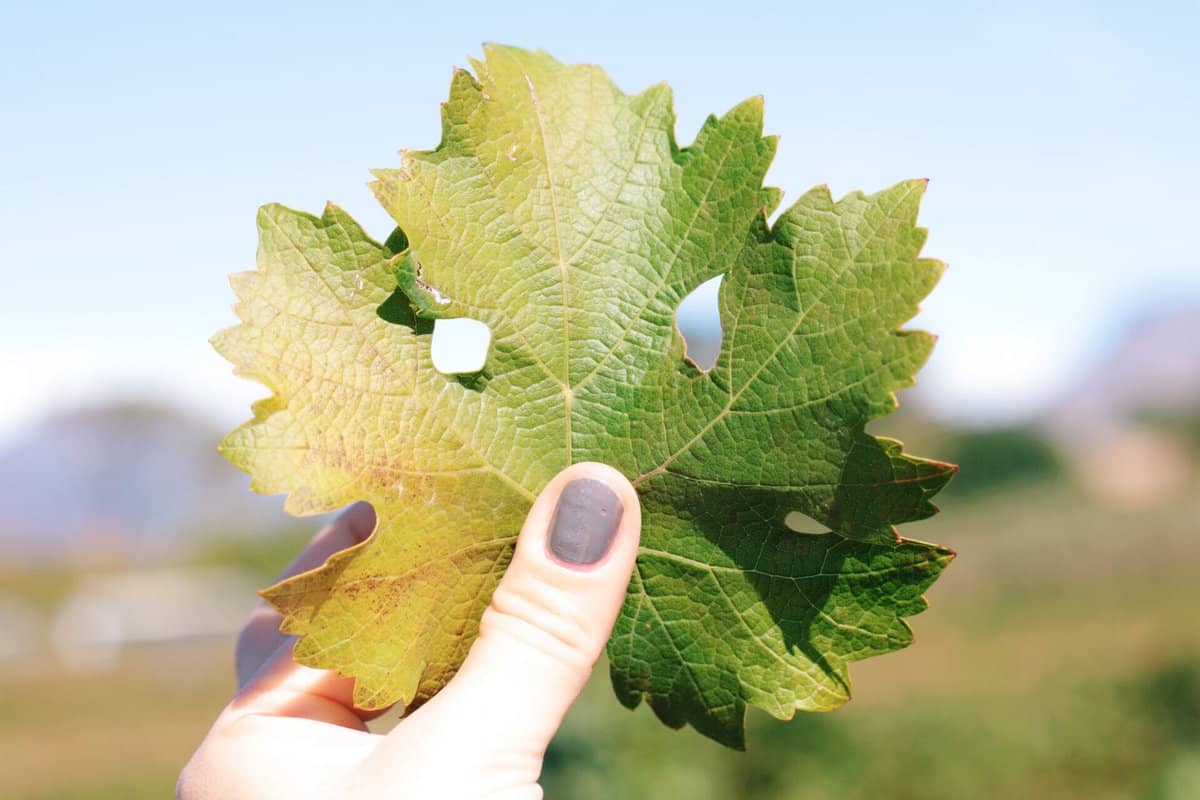 فوائد ورق العنب وألذ وصفاته