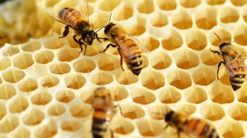 فوائد النحل وأهم منتجاته