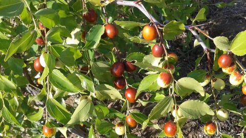 فوائد السدر للجسم صحيا وجماليا