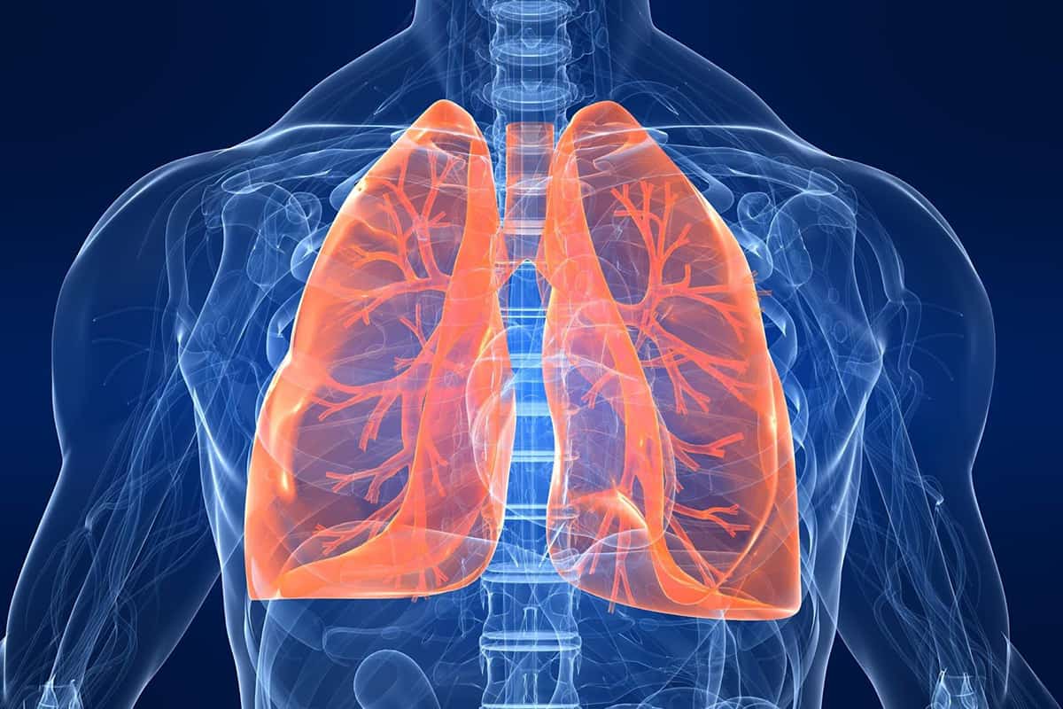 بحث عن الجهاز التنفسي