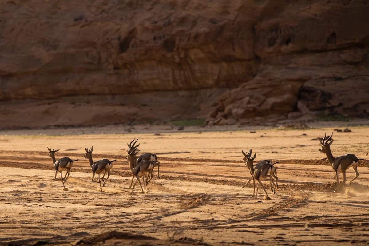 بحث عن المناطق الحيوية البرية موضوع