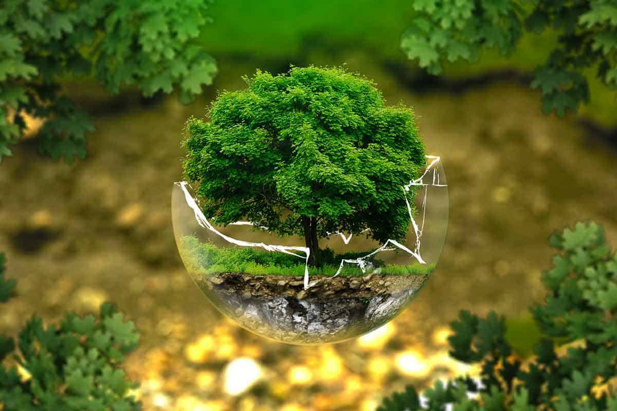 بحث عن علم البيئة فروعه ومجالاته