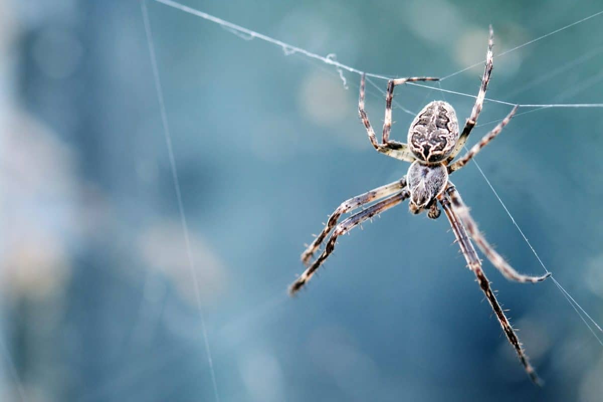 بحث عن فوائد العنكبوت