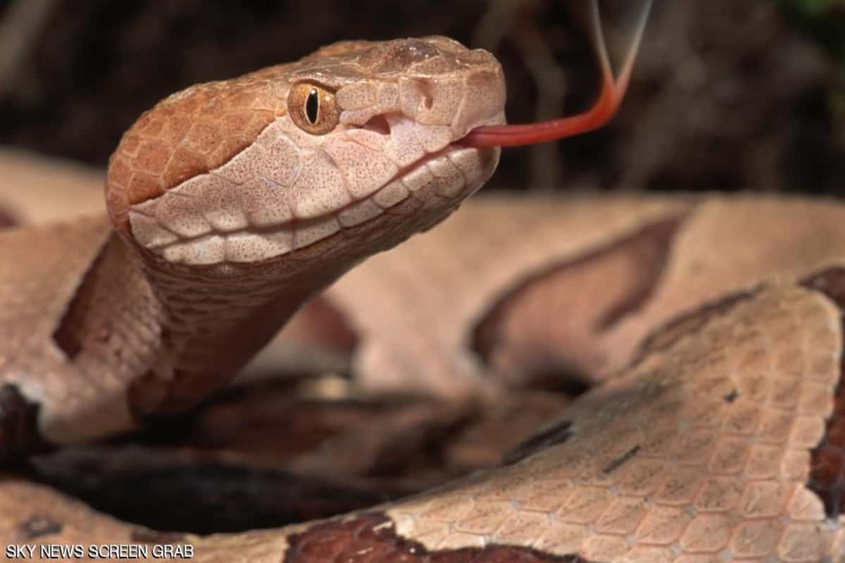 تفسير الحية في المنام