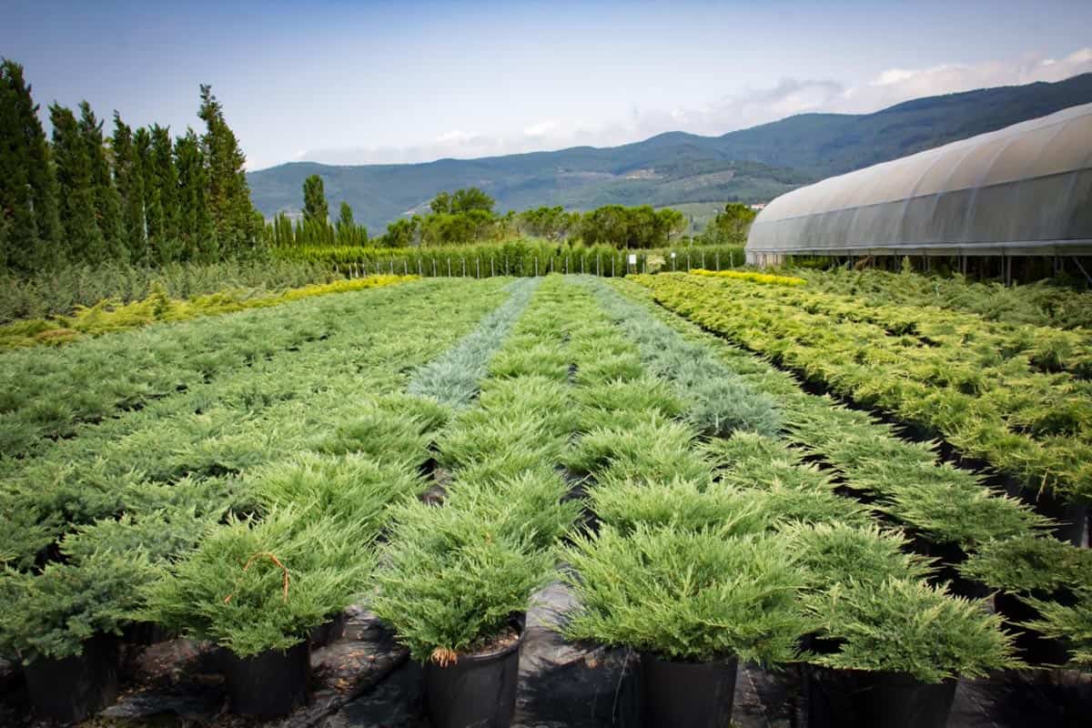 فوائد النباتات وأنواعها