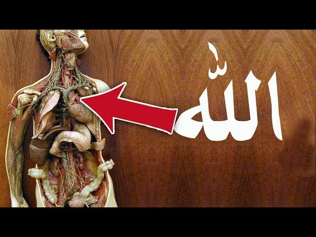 اسم الله تعالى في الأوعية والشرايين اسم الله تعالى في الأوعية والشرايين