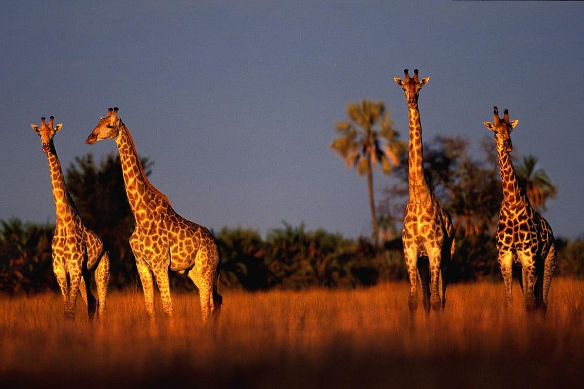 أهداف هيئة البيئة والمحميات الطبيعية في الشارقة