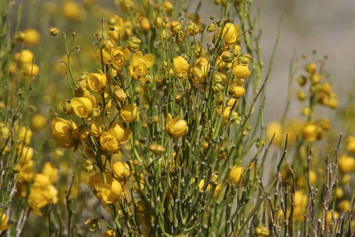 فوائد سنا مكي وأضراره