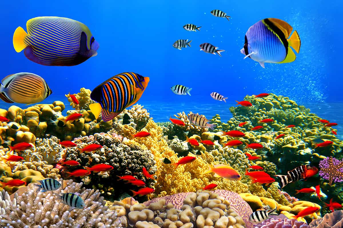 بحث عن الأسماك وأهم المعلومات عنها