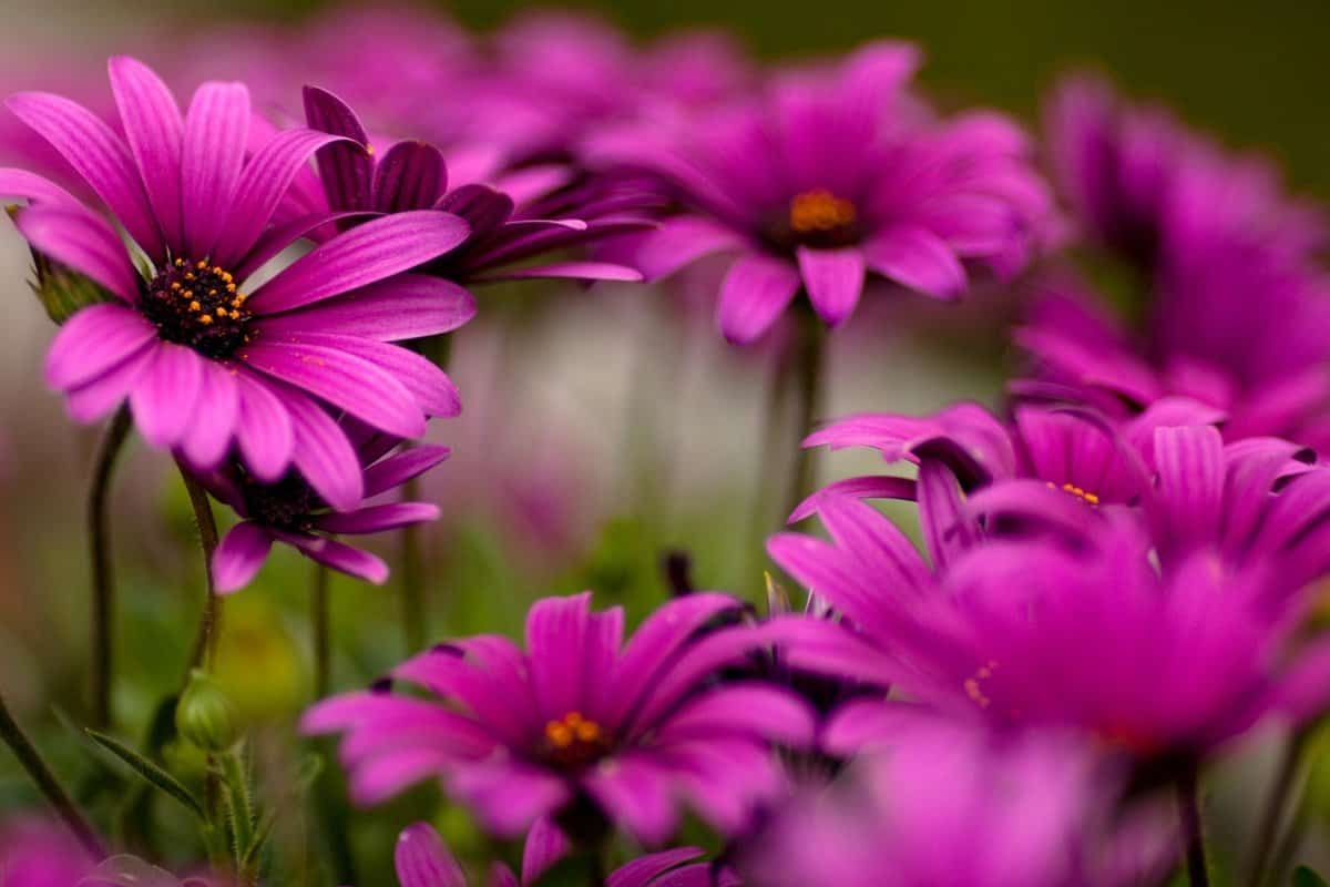 بحث عن الازهار أشهر أنواعها واستخداماتها