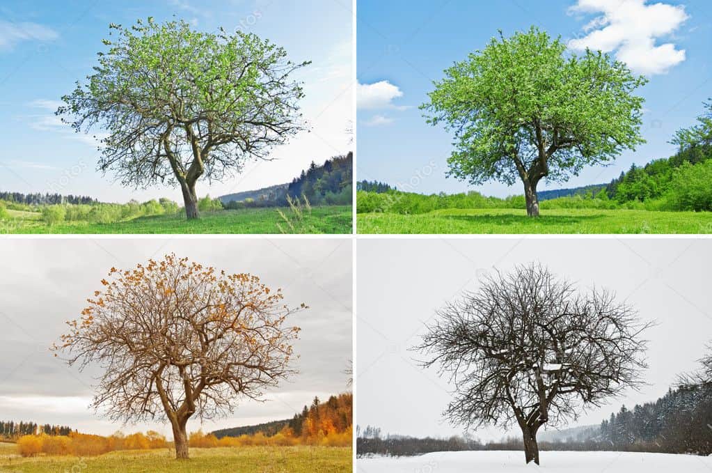 ما هو ترتيب الفصول الأربعة (فصول السنة بالترتيب)