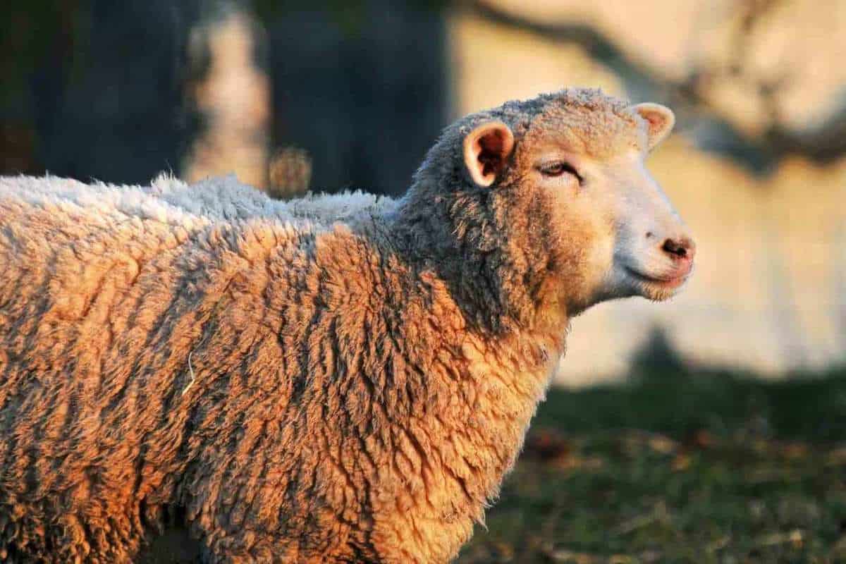 تفسير الخروف في المنام للرجل والعزباء والحامل والمتزوجة ومختلف الحالات