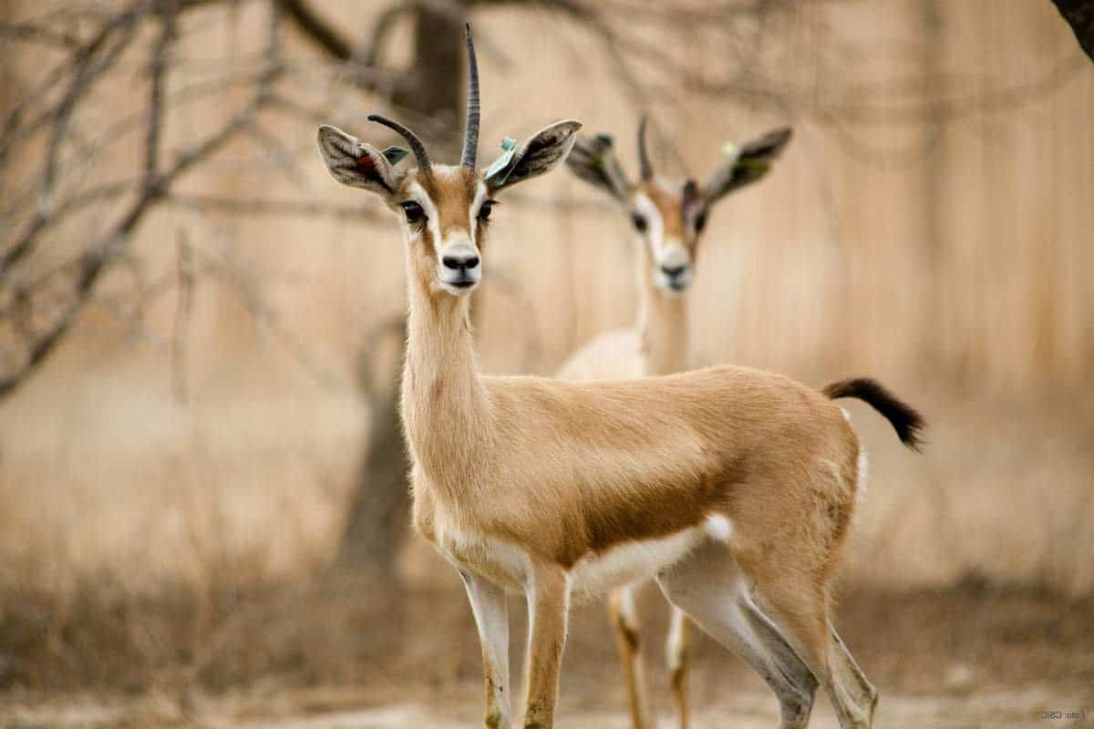 تفسير الغزال في المنام