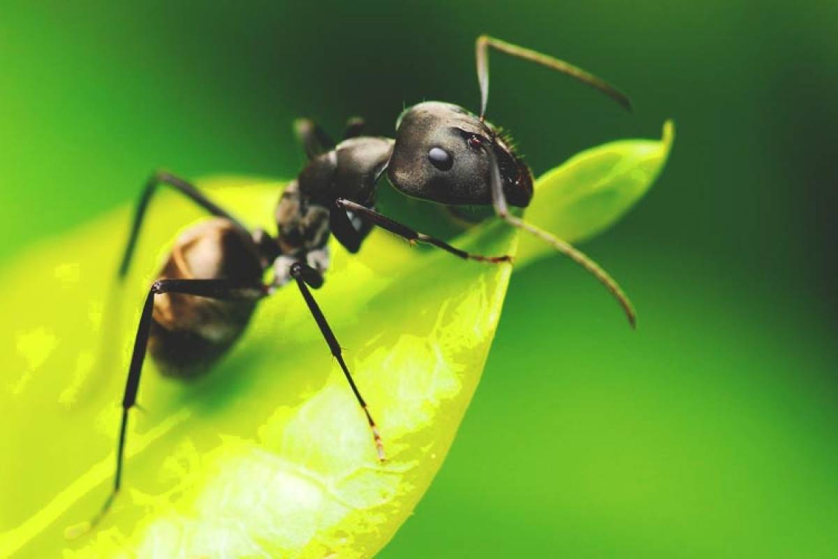 تفسير رؤية النمل في الحلم في الخير والشر