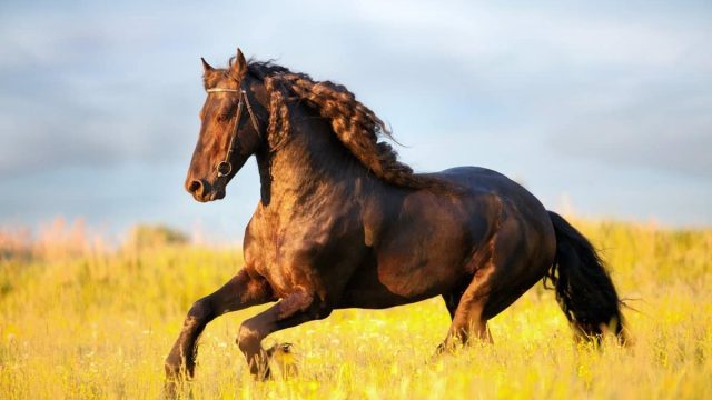 تفسير رؤية الحصان في المنام للعزباء