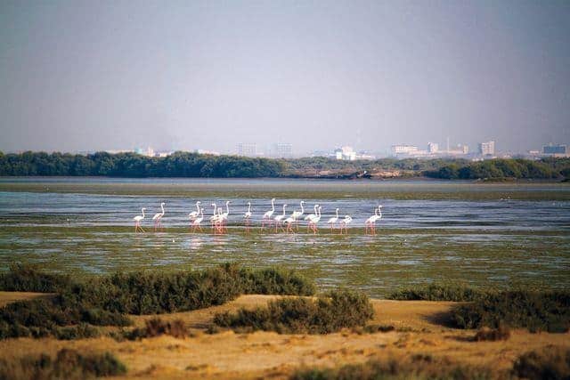 جزيرة السينية