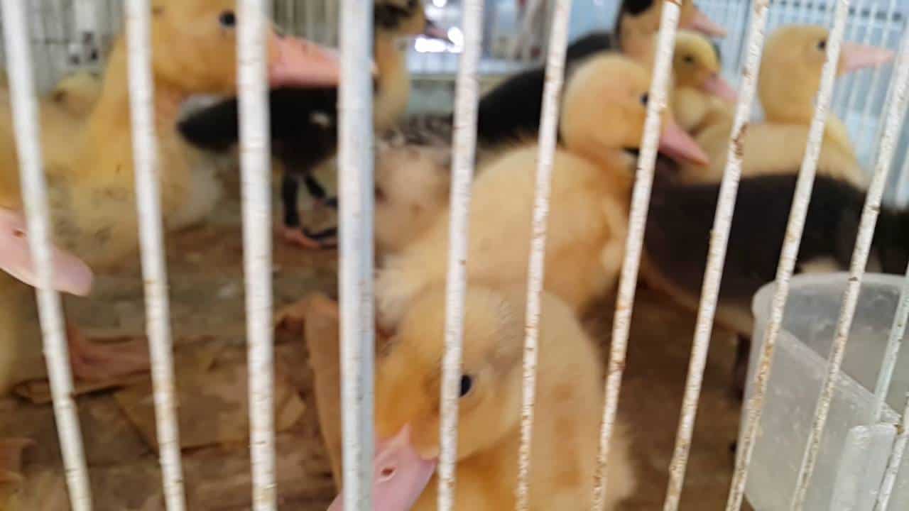 معلومات عن سوق الطيور والمواشي في الشارقة