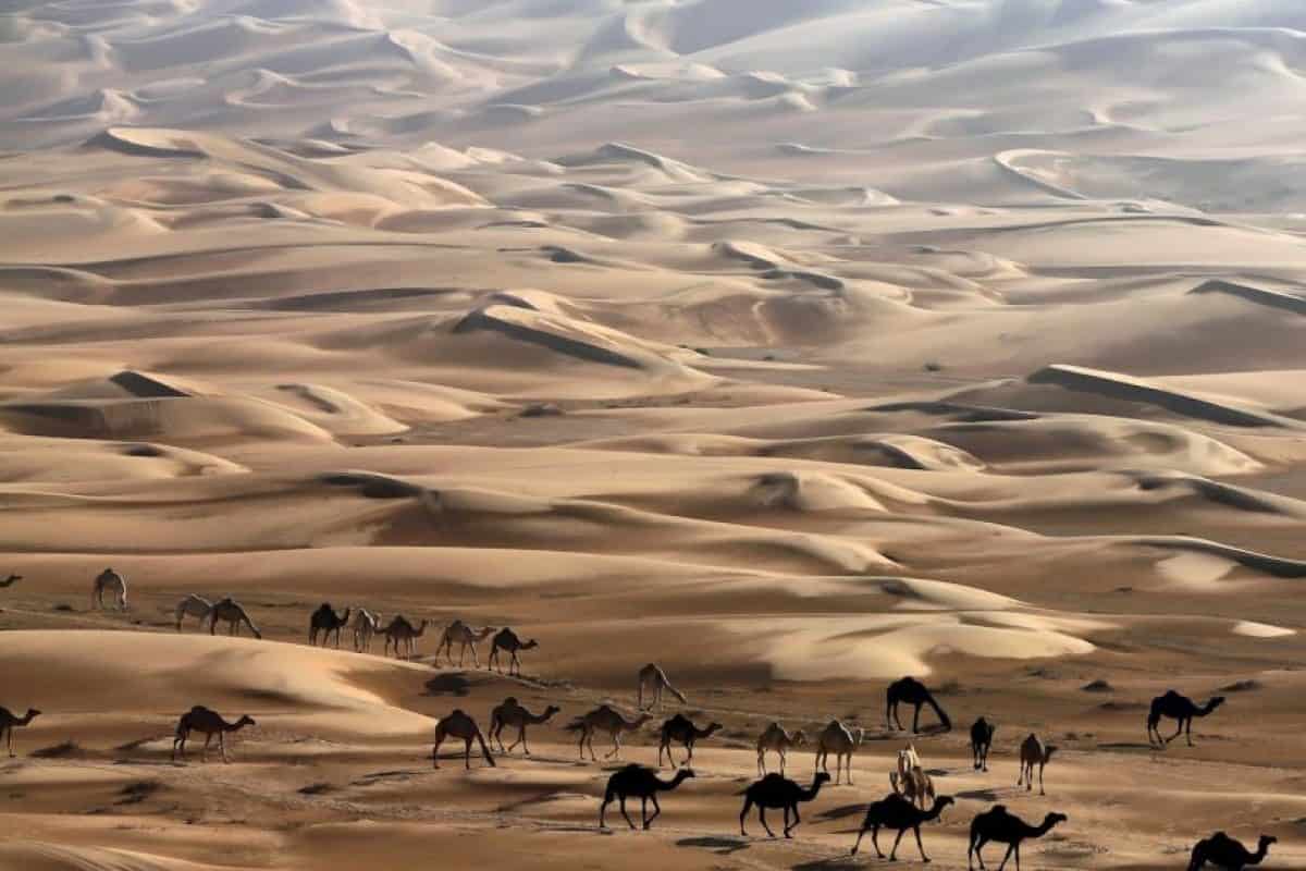 أهم معلومات عن قبيلة شمر