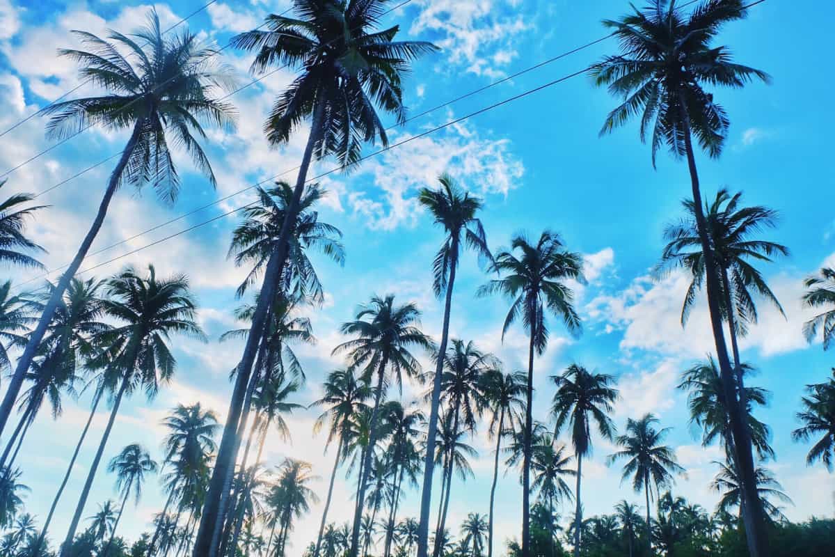 ما هي فوائد النخلة