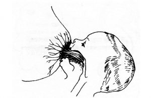 الرضاعة الطبيعية الرضاعة الطبيعية