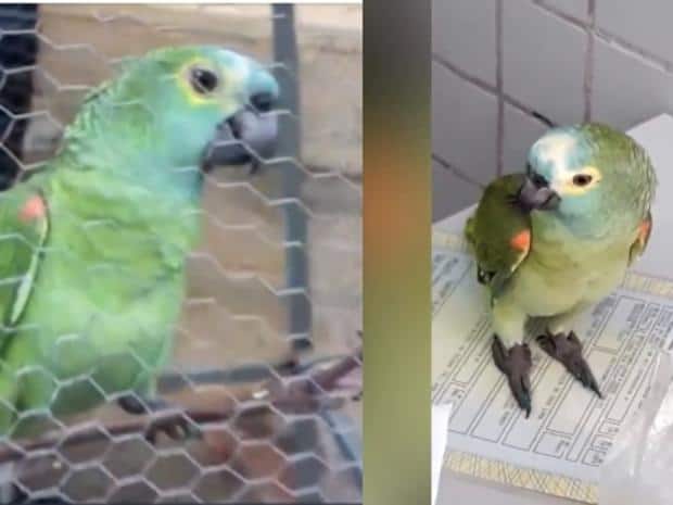 الشرطة البرازيلية تعتقل ببغاء لإتجاره بالمخدرات