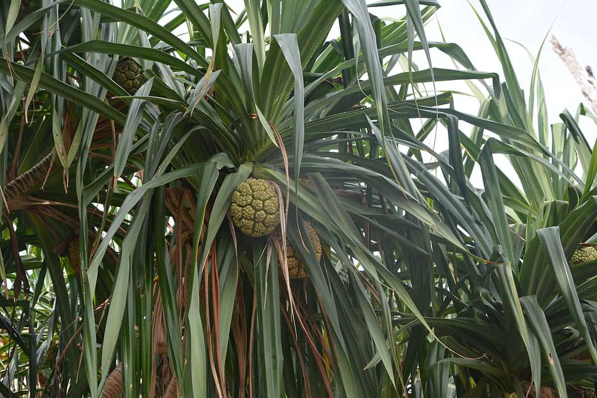 فوائد ماء الكادي للبشره والشعر