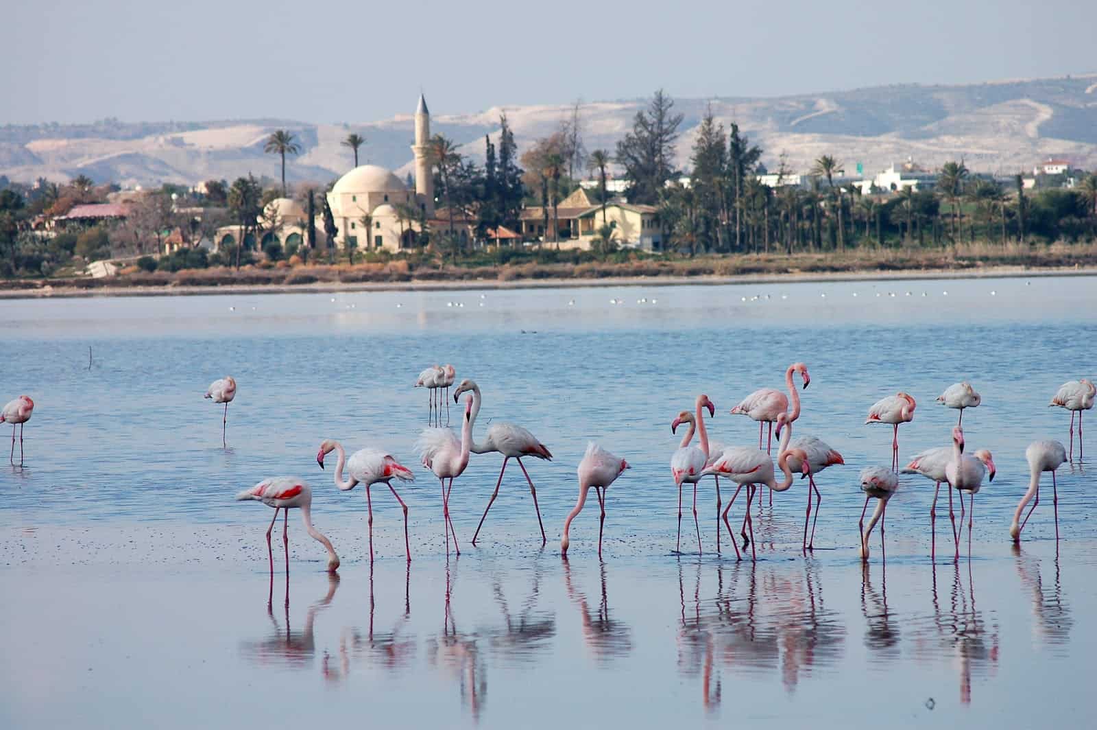 بحيرة لارنكا المالحة Larnaca Salt Lake