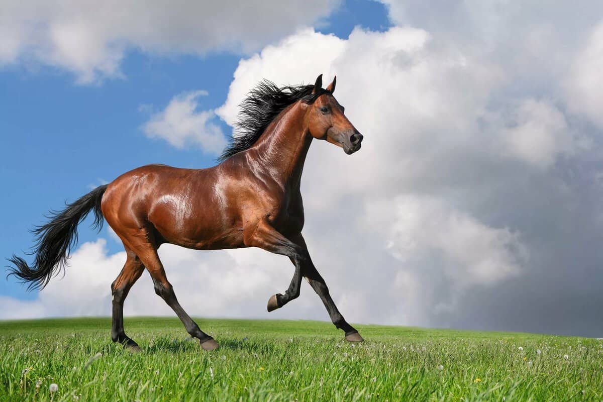 تفسير رؤية الخيل في المنام لابن سيرين