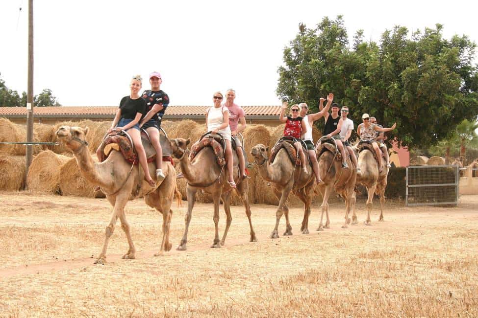 حديقة الجمل بمدينة لارنكا حديقة الجمل بمدينة لارنكا