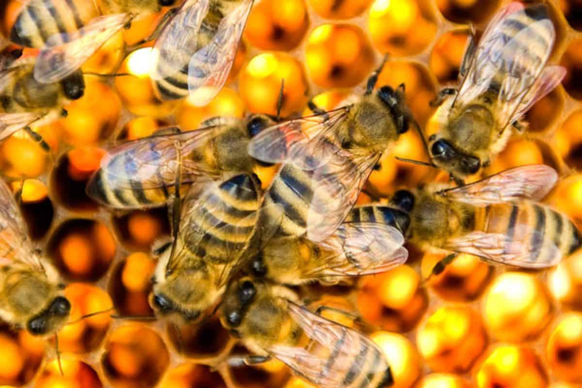 طريقة استخدام غذاء ملكات النحل للجنس