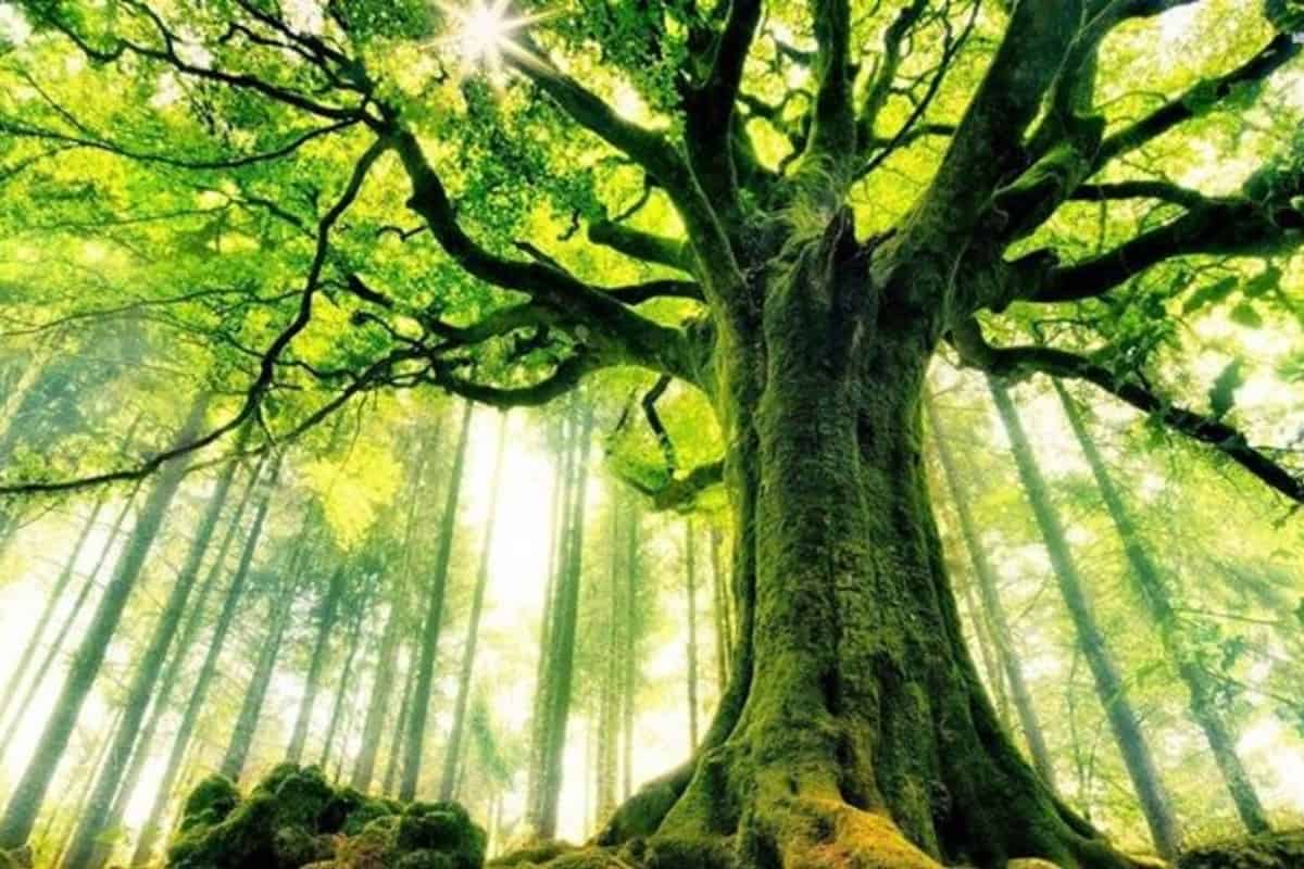 فوائد الأشجار وأهميتها وطرق المحافظة عليها