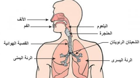 ما هو الجهاز التنفسي وما هي مكوناته وأهميته