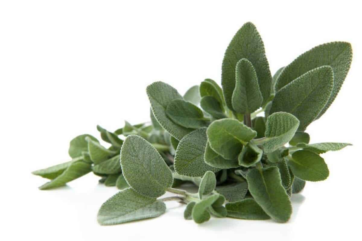 ما هي فوائد المرميه