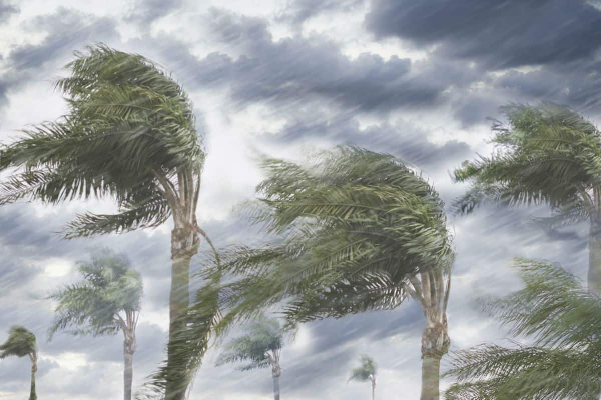 معنى العاصوف